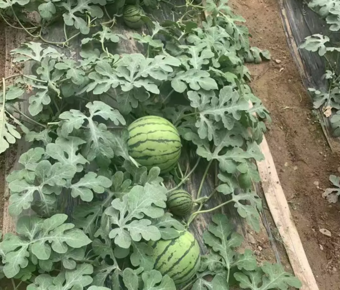 QQ截图20200110155641.png